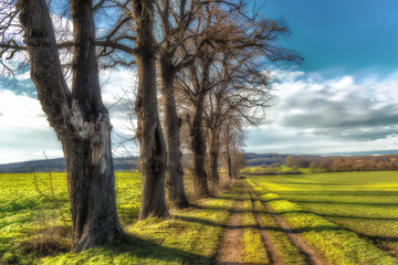 Bare tree avenue in a field with sunshine and blue sky