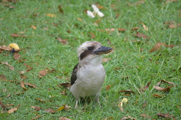 Australian kookaburra