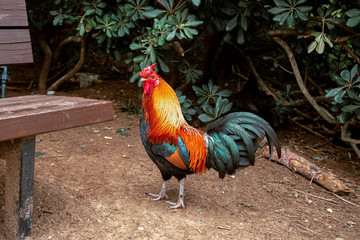 rooster in the garden