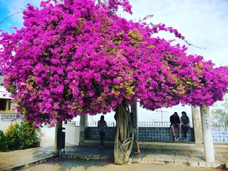 tree full of flowers