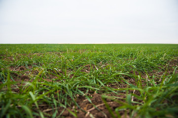 Winter wheat seedlings