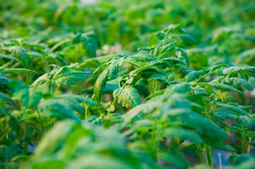Rows of tomato plants growing inside big industrial greenhouse