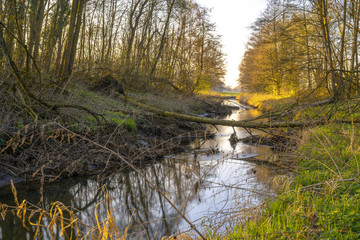 Sunset at a stream in the forest in a yellow mood