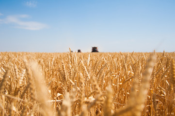 Combine harvester harvests ripe wheat - obrazy, fototapety, plakaty