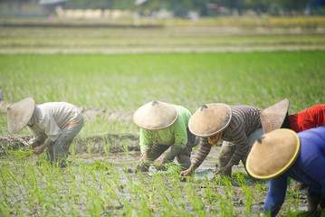 Indonesia June 28, 2020 : Farmers planting rice in the morning with reflection background Merapi mountain and blue sky in the morning