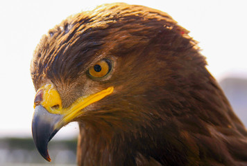 Obraz premium Eagle portrait head looking down at prey