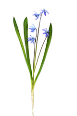 Naklejka na ściany i meble Scilla siberica, Siberian squill or wood squill is a beautiful spring wild flower