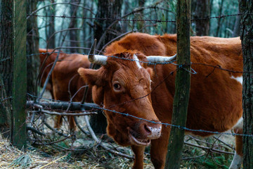 Mendiola, Monte Ulia, Donostia San Sebastian