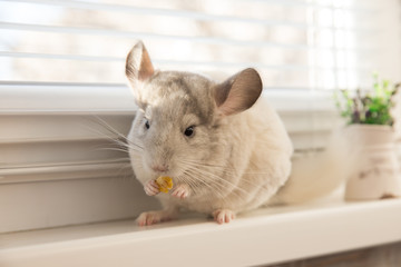 Chinchilla color white velvet eating cereal flakes sitting on a windowsill. Pet at home. Cute and friendly. Horizontal frame