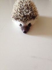 Baby Hedgehog