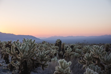 cholla cactus in colorful desert sunrise