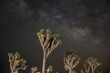 Fototapeta na wymiar Joshua trees, yucca brevifolia, under the starry desert night