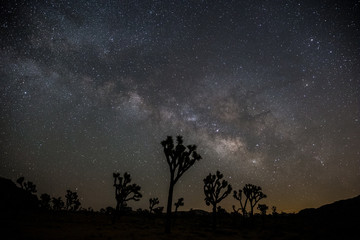 desert night sky with joshua trees under the milky way and stars