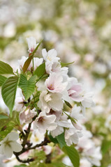 桜　鹿児島県　丸岡公園　こもれびの里