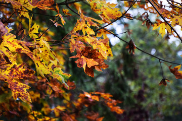 Fall Tree, Dying Leafs