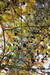 Fall Trees with Berries