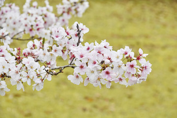 Fototapeta premium 桜 鹿児島県 丸岡公園 こもれびの里