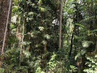 Australian rainforest Kuranda