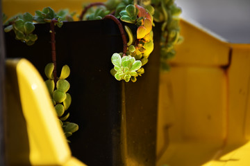 Coral Reef Succulent Forgotten in Toy Truck, Never Replanted © Kristen