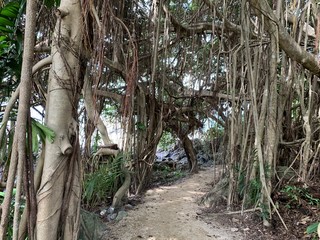 Australian rainforest Kuranda