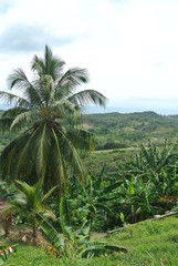 Fototapeta na wymiar Honduras Palm Tree