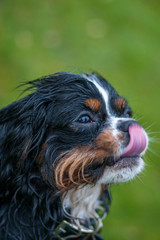 Cavalier King Charles Spaniel dog for a walk, playing