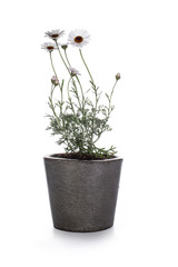 Side view of a white Rhodanthemum 'Casablanca' / Moroccan daisy in a gray pot.  Isolated on white...