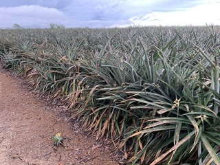 Pineapple field/ plantation 