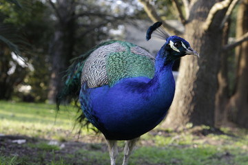 Fototapeta premium ave pavo real en cautiverio posando para la camara