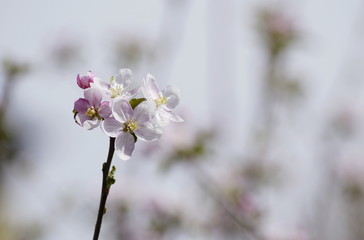 blossom apple branch in spring