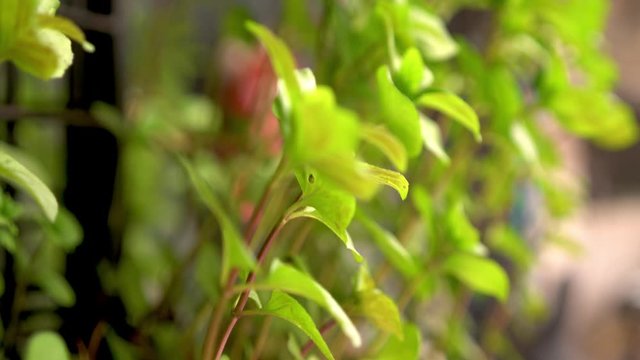 Plantas
