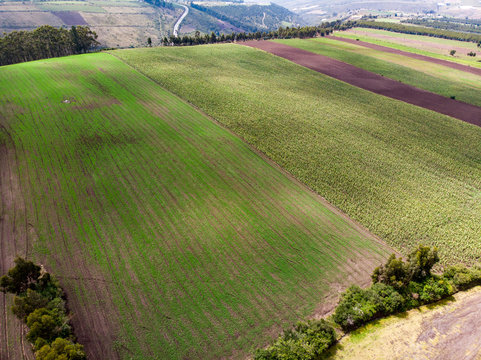 Colored stripes of various crops