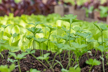 Vibrant green seedlings of salad in a greenhouse