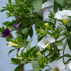white and purple flowers calibrachoa in a pot with green leaves