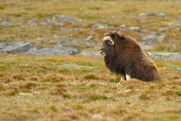 Fototapeta premium Buey almizclero (Ovibos moschatus), sentando en la tundra en el Parque nacional de Dovrejfel (Noruega).
