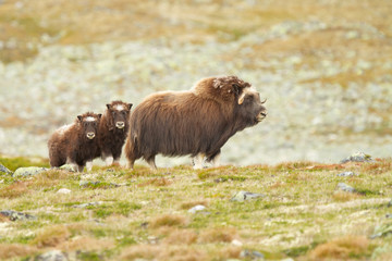 ovibos moschatus, Madre protegiendo a las crías en la tundra.