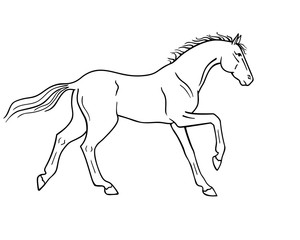 Naklejka na ściany i meble Horse galloping - vector linear picture for coloring. Outline. Hand drawing. A horse in a canter center, phase with support on two legs. Fine, thoroughbred prancing stallion.