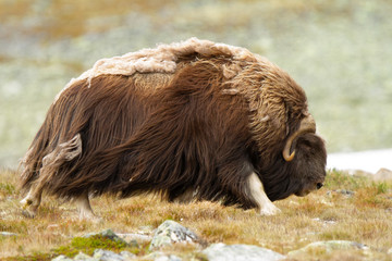 Fototapeta premium Ovibos moschatus, Buey almizclero caminando sobre la hierba en la tundra.