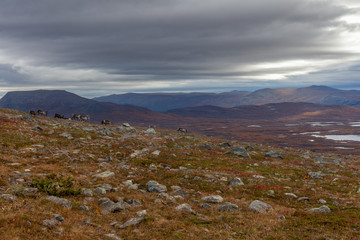 Fototapeta na wymiar autumn view of Sarek National Park, Lapland, Norrbotten County, Sweden, near border of Finland, Sweden and Norway. selective focus