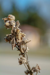 dried plant in the autumn grass