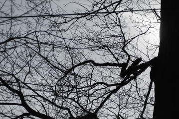 Dark bare branches entangled together 