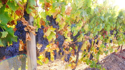 Carmenere Grapes Chile