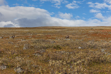 View to Sarek National Park in autumn, Sweden, selective focus