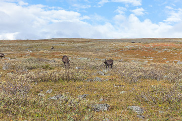 Sarek National Park in Lapland from the sky, selective focus