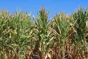 Outside corn field