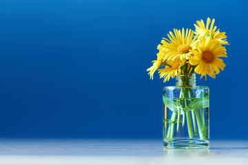 vase with beautiful yellow flowers of doronicum orientale on a blue background. spring bouquet of...