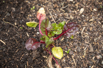 Swiss Chard