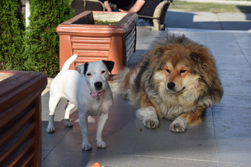 A dog with a brownish brown hair lies and a small white-black dog stands next to it.