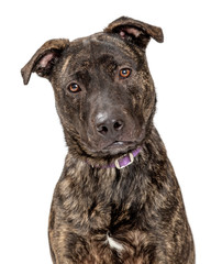 Closeup portrait sweet attentive pit bull isolated