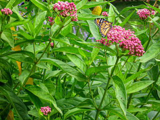 butterfly on a flower